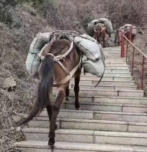 湖南骡马运输