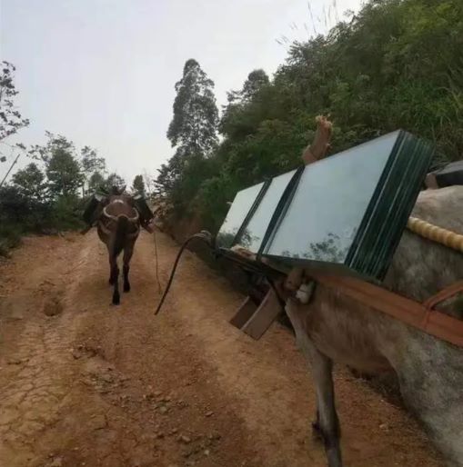 湖南骡子运输