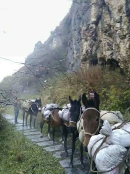 湖南骡子运输队